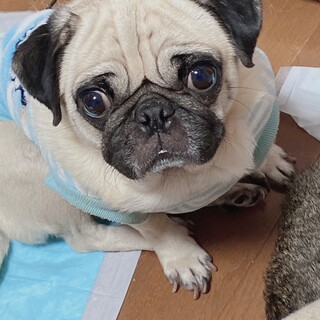 元気いっぱいパグのくうちゃん
