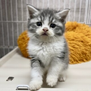 C22-1143 スコ」滋賀県 - 猫の里親募集(445478) :: ペットのおうち