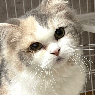 C22-W1148　とても美形で懐っこいです♪