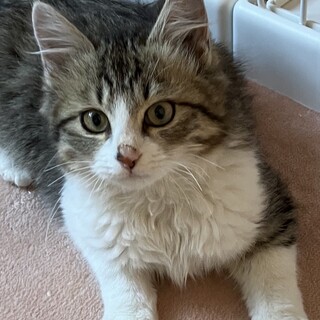 ノルウェーのように毛長ふわふわ甘えん坊ひめちゃん