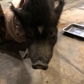 ミニブタ