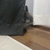 s_moni