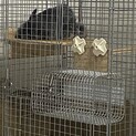 チンチラ里親