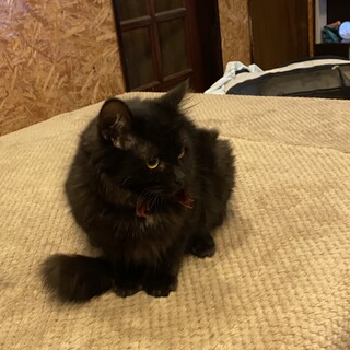 ふわふわ黒猫長毛の男の子