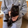 ふわふわ黒猫長毛の男の子 サムネイル3