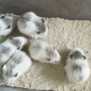 ロボロフスキーハムスター子供