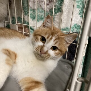 一緒に遊んでくれる人募集中！いつも元気なムサシくん