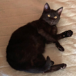 甘えん坊な黒猫くんです