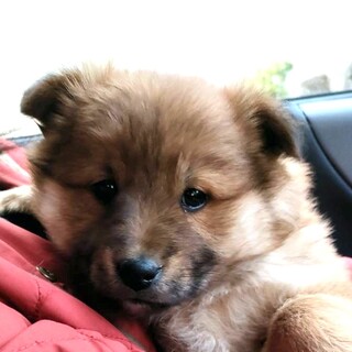 保健所からレスキュー子犬♀モフモフ♡みかんちゃん