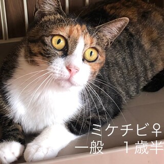 ありがとうございました★可愛いみけちびちゃん