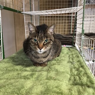 ありがとうございました★穏やかキジ虎カリントウくん