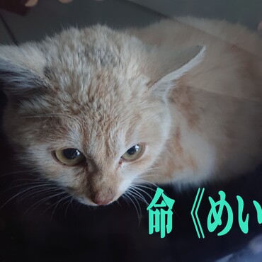 ３日前の大寒波当日。生き別れた天の兄弟をやっとの思いで保護して晴れて家族となりました！命(めい)です。よろしくお願い致します。