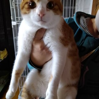 ありがとうございました★可愛い茶白のトラくん