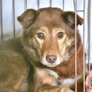 家庭犬になるために。2歳♀小柄わこ@大田区