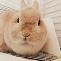 【2歳♀】小さくてかわいいツンデレうさぎさん