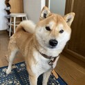 柴犬ラッキー君♪