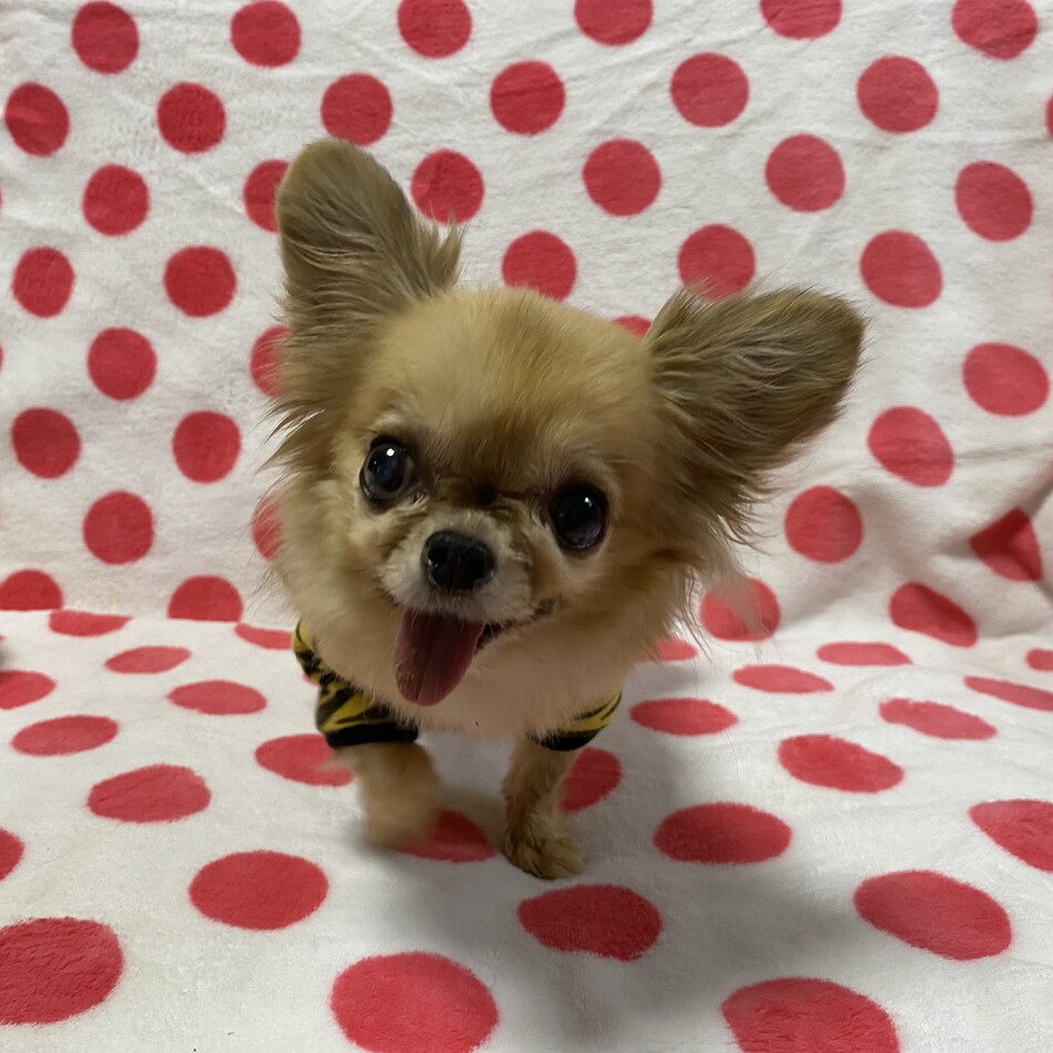 おとめのカバー写真