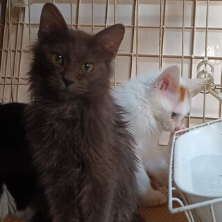 グレーの毛長ちゃん（♂）