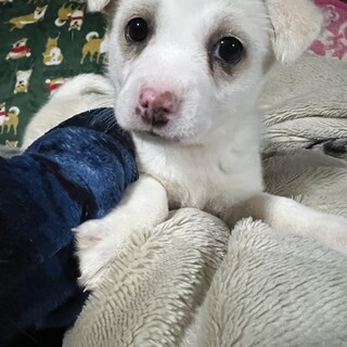 おてんばちゃん
