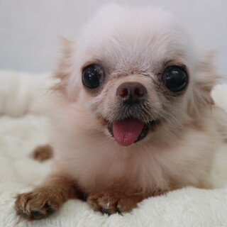 ミュウちゃん　推定3歳