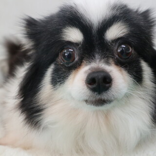 イーブイちゃん　推定6歳