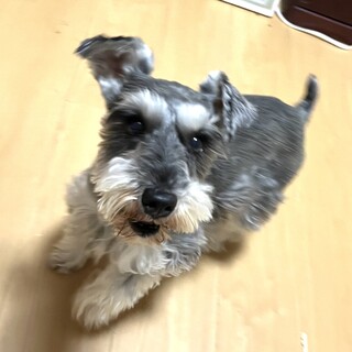 甘えたなミニチュアシュナウザーの女の子♪