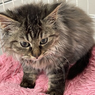 長毛モフモフの子猫ちゃん