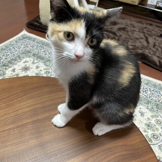 遊び大好きマリンちゃん