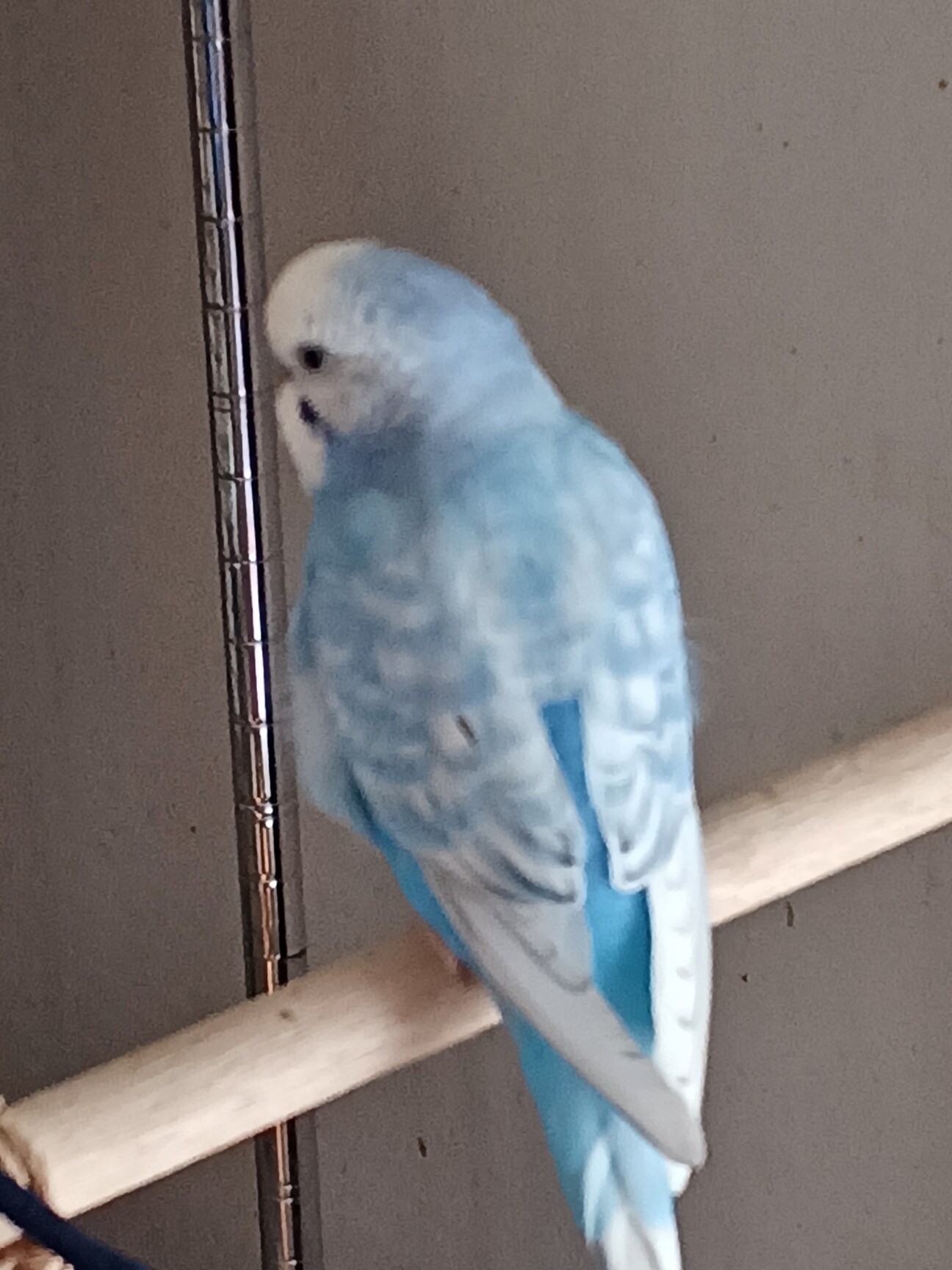 セキセイインコ（ブルー・」山口県 - 鳥の里親募集(446496) 1枚目の