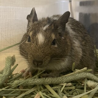 デグー　パイド（男の子）里親募集