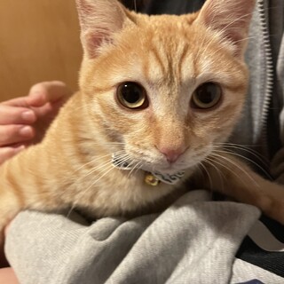 ※里親決定しました！