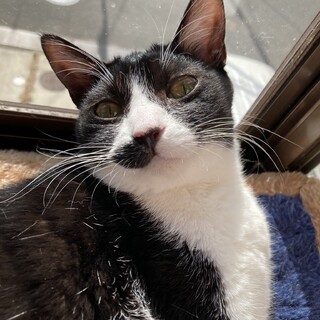 白黒ハチワレ　女の子