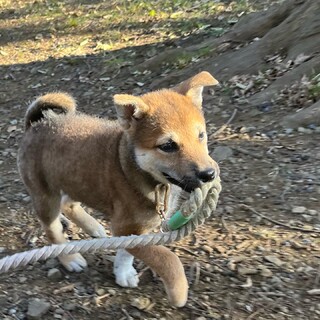 柴犬　オス　生後3ヶ月　柴犬飼育経験者の方に。