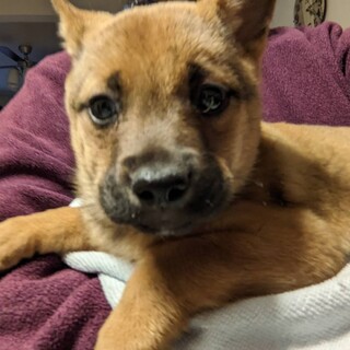 保護犬を家族に。2ヶ月野犬っ子♀@三浦市