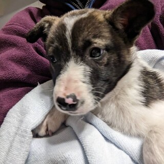 保護犬を家族に。2ヶ月野犬っ子♂@三浦市