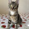 白ソックスのネイルちゃん♡ サムネイル4