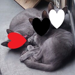 鎌倉ねこサロン「猫ちゃんのチャームポイント自慢」 サムネイル1