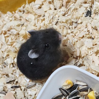 ハムスターの子供オス3匹、里親募集してます