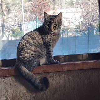 ぷくぷくキジトラ女の子