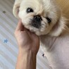 ペキニーズ女の子 サムネイル2