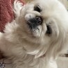 ペキニーズ女の子 サムネイル3