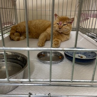 里親さんになってください。