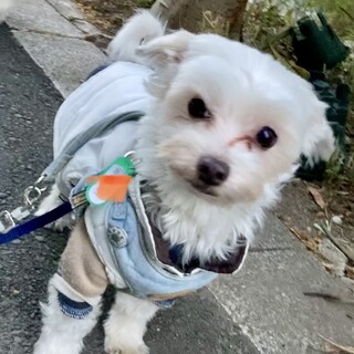 元気いっぱい甘えん坊のマルチーズスカイ