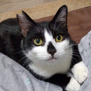 募集一時停止中　まん丸おめめのダンくん8ヶ月位