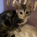 里親さま決まりました。