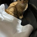 2匹の猫ちゃん