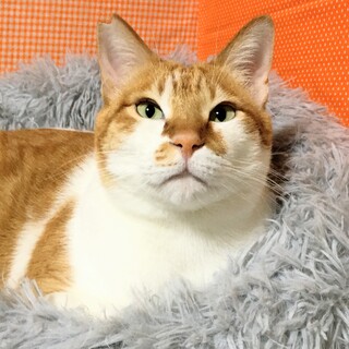 【福ちゃん】ぱっちりおめめがキュートなジャイアン♡