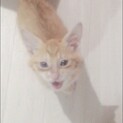 猫初心者にもお勧めな超人馴れ抜群2ヶ月