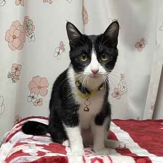 3匹姉妹で家族にしてくれました。