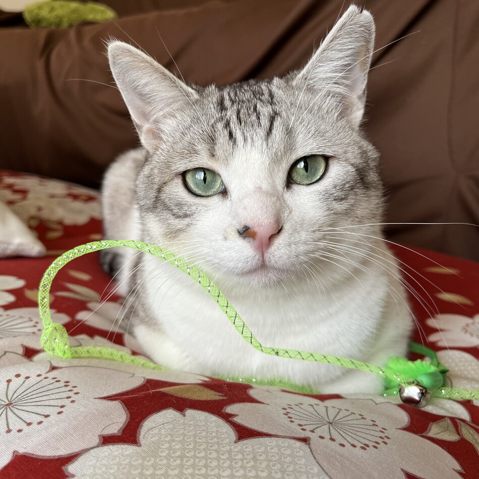 ジルのカバー写真